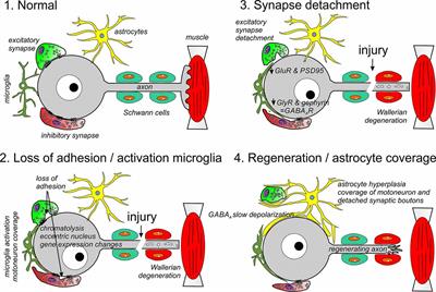 Synaptic Plasticity on Motoneurons After Axotomy: A Necessary Change in Paradigm